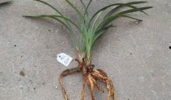 精品梅2高清在线观看,精品梅2高清在线观影指南